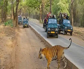 Ranthambhore-Safari_346.webp