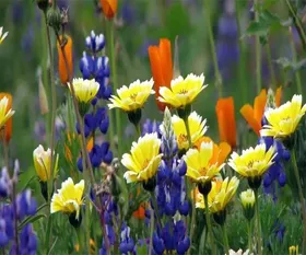 Srinagar_flower_414.webp