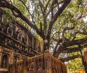 bodhi_tree_gaya-min_614.webp