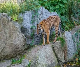 corbett-tiger_15.webp