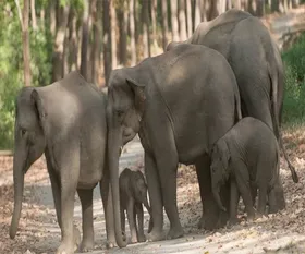 elephants_Chandaka_Dampara_Sanctuary_Odisha-min_633.webp