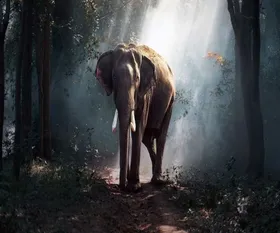 kerala_elephant_513.webp