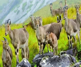 munnar_wild_animals-min_622.webp