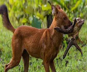 nagarhole_national_park_536.webp