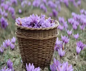 saffron_field_413.webp