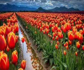 tulip_garden_409.webp