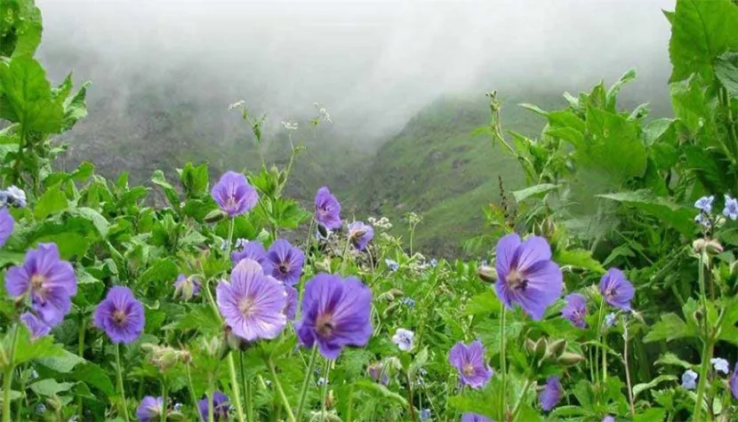Valley of Flowers and Hemkund Sahib